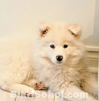 Russian Samoyed puppy 9 months old